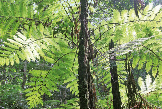 Bosques tropicales húmedos