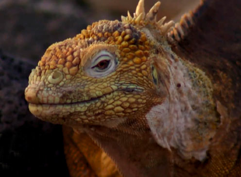 Función Especial: II Ciclo de Cine Documental Ecuatoriano